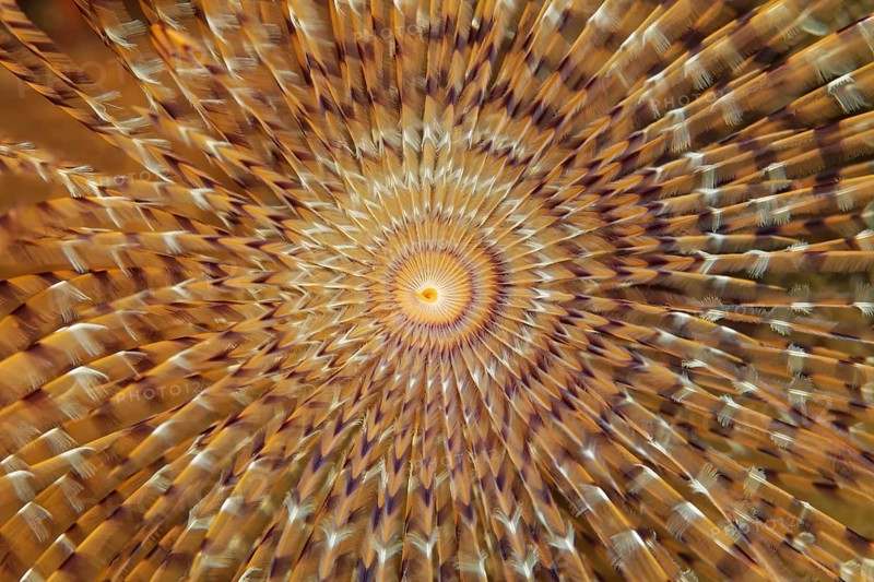 Head of a Mediterranean fanworm