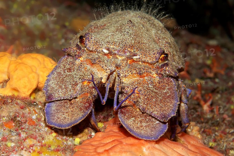 Mediterranean slipper lobster