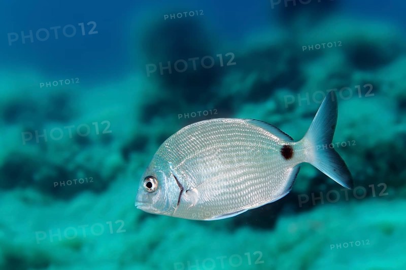 Common two-banded seabream