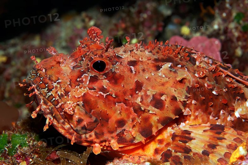 Red scorpionfish