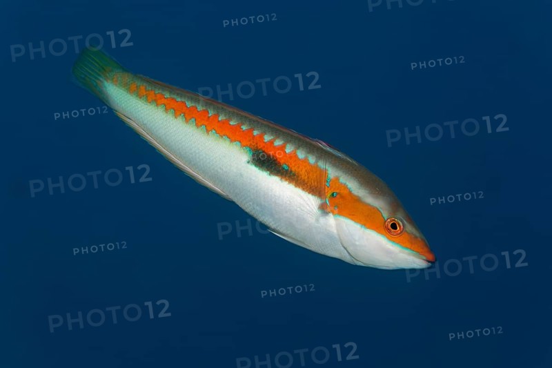 Mediterranean rainbow wrasse