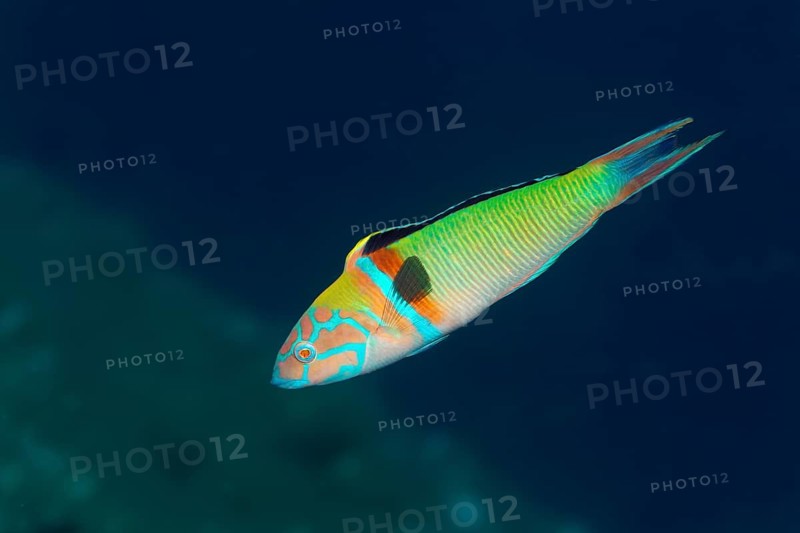 Ornate wrasse
