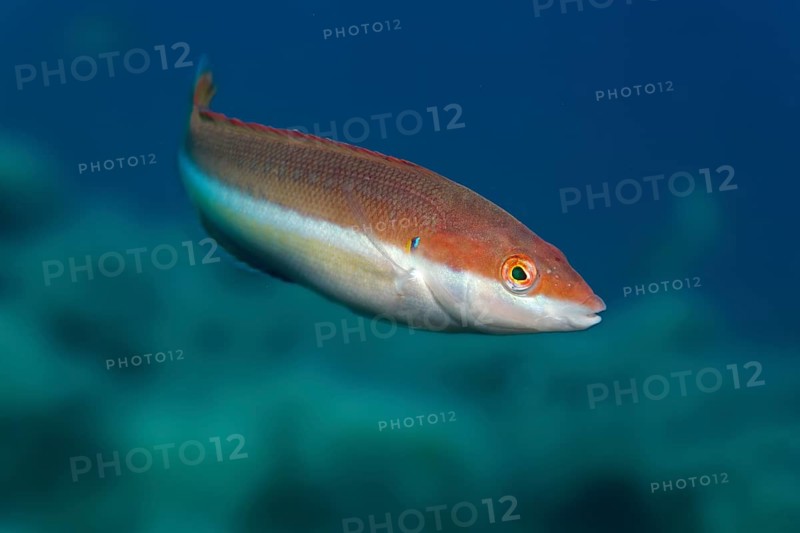 Mediterranean rainbow wrasse