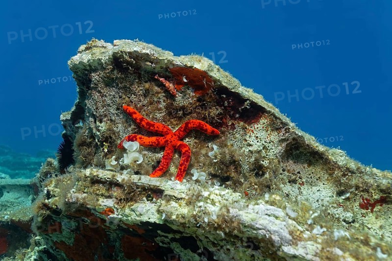 Red starfish