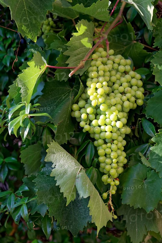 White grapes