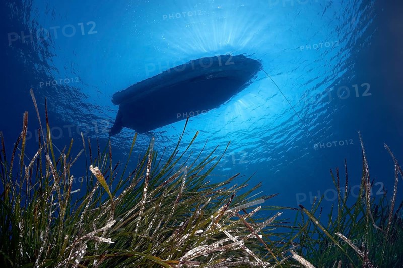 Neptune grass or Mediterranean tapeweed