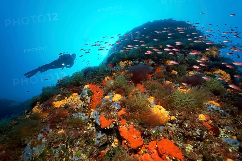 Diver at overgrown rocks