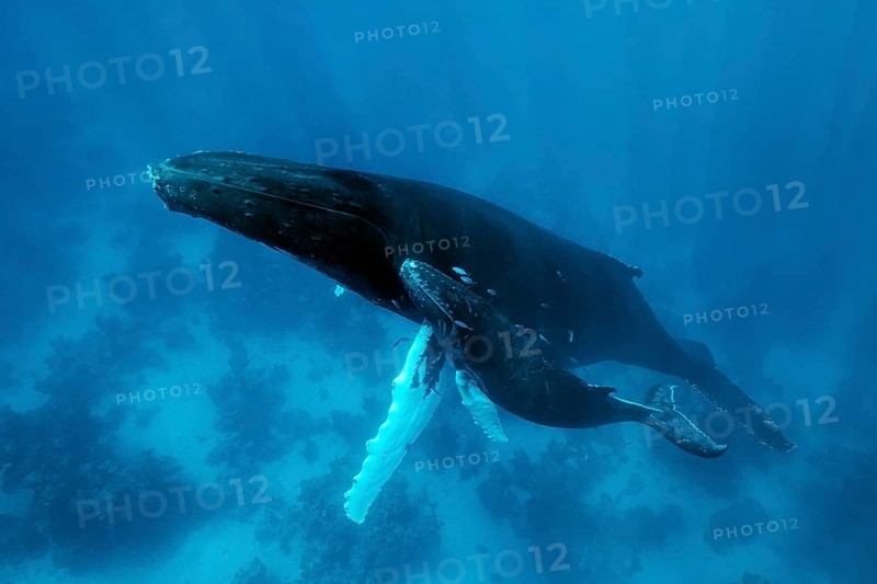 Humpback whale