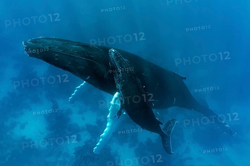 Humpback whale