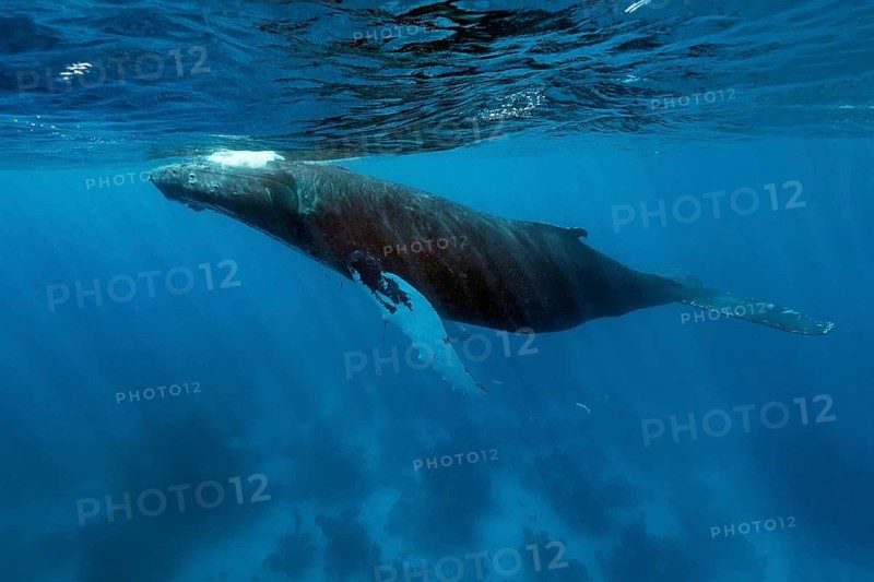 Humpback whale