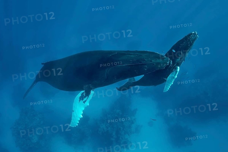 Humpback whale