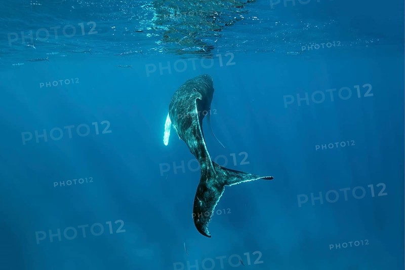 Humpback whale