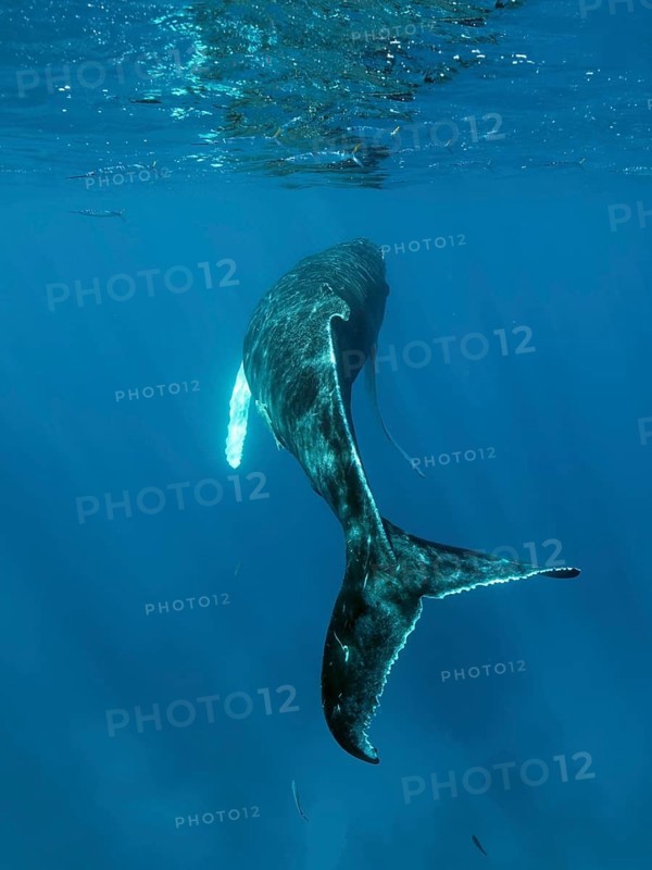 Humpback whale