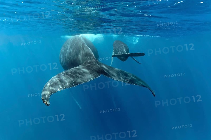 Humpback whale
