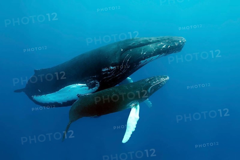 Humpback whale