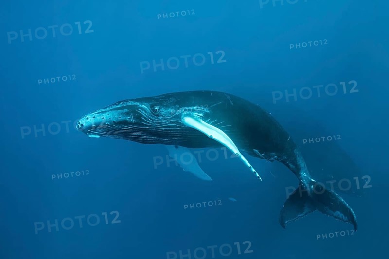Humpback whale