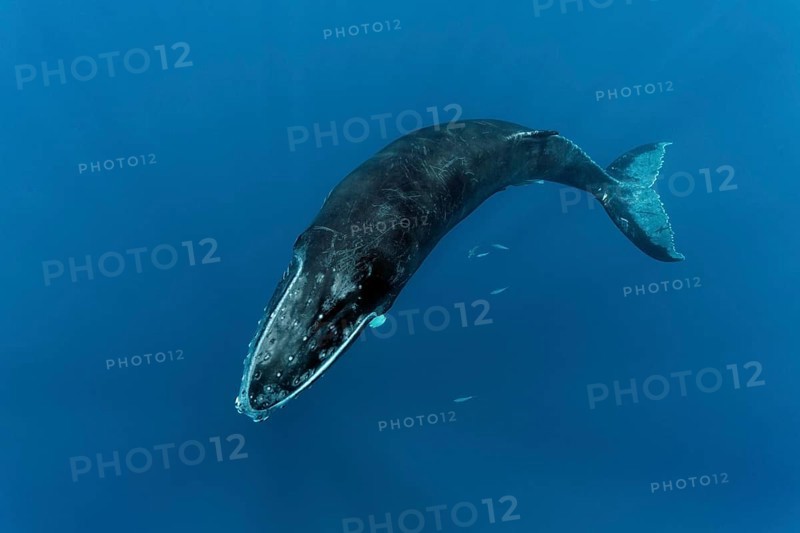 Humpback whale