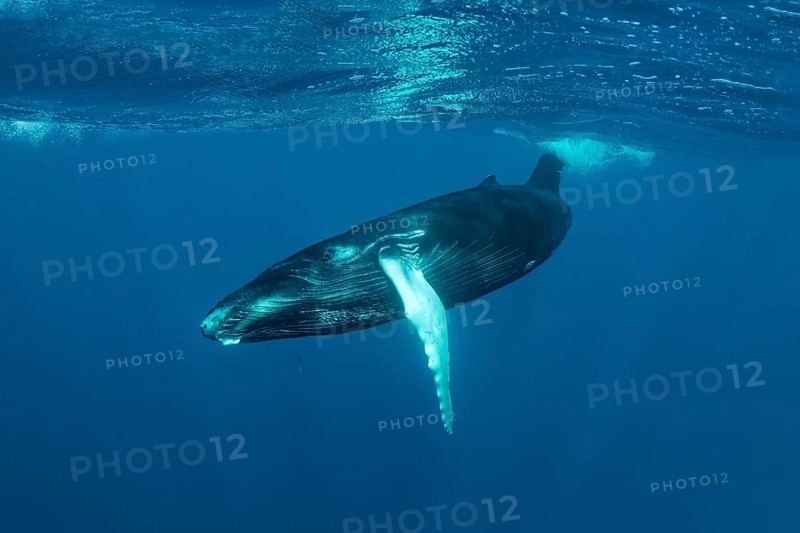 Humpback whale