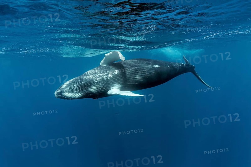 Humpback whale
