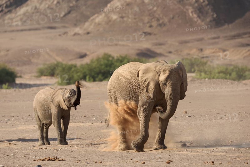 Desert elephant