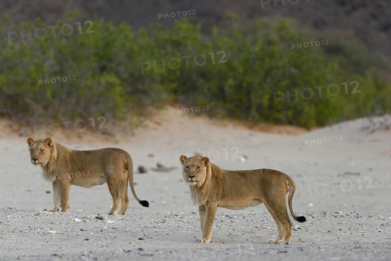 Desert lion