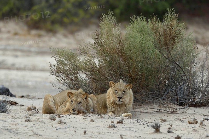 Desert lion