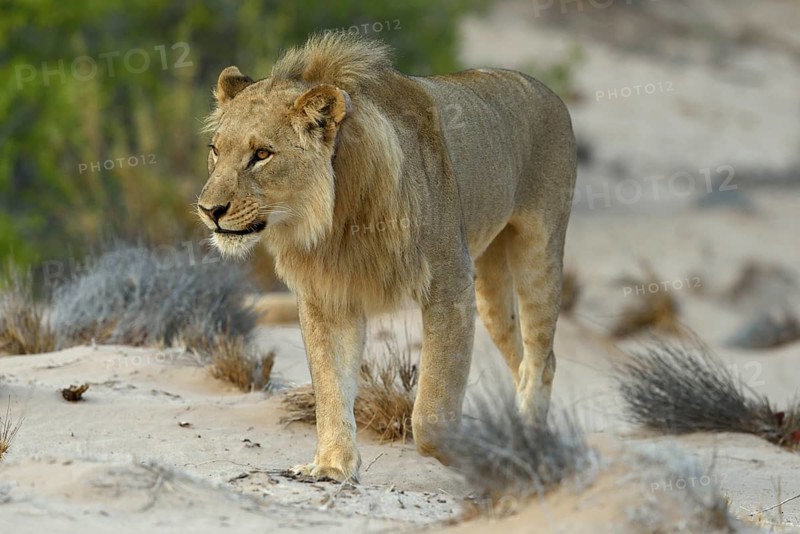 Desert Lion