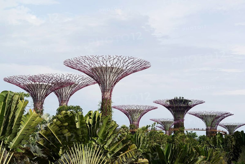 Supertree Grove