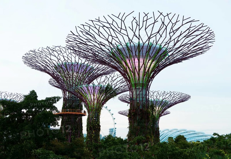 Supertrees in Singapore