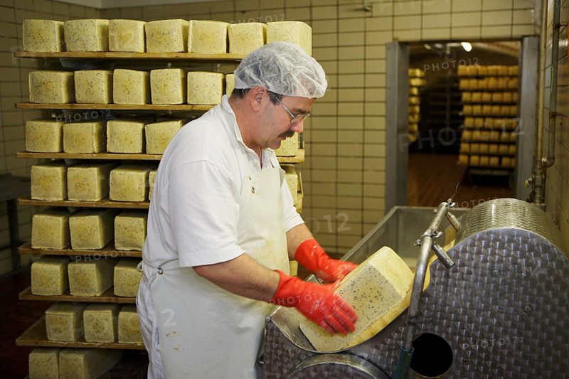 Dairy expert in the aging cellar of the Sarzbuttel fine cheese dairy