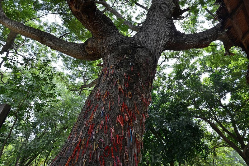 Colourful bracelets hung up as a warning on a Killing Tree