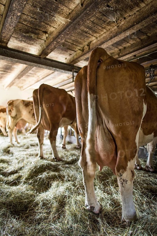 Cows in the barn