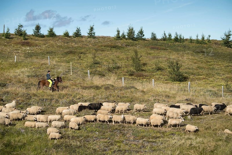 Domestic sheep