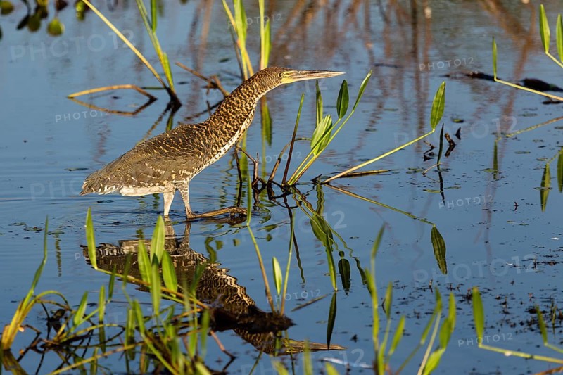 Rufescent Tiger Heron
