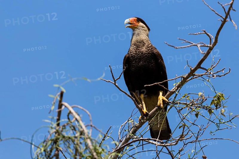 Southern Caracara