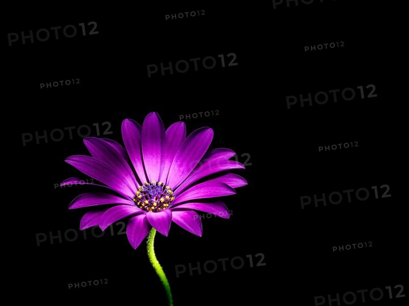 Cape marguerite