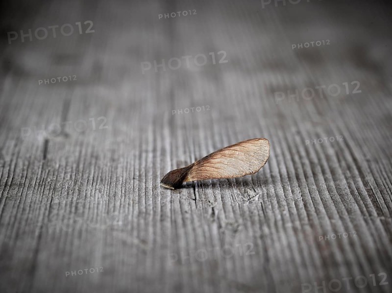 Maple seeds