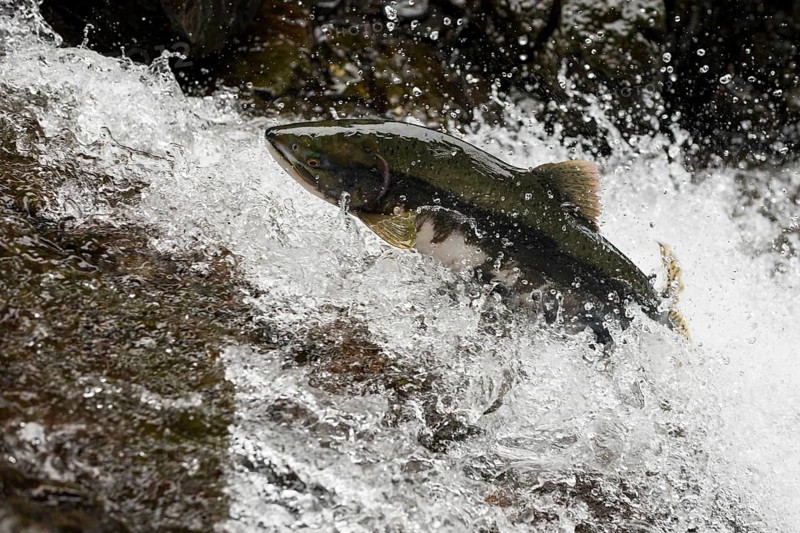 Pink Salmon or Humpback Salmon