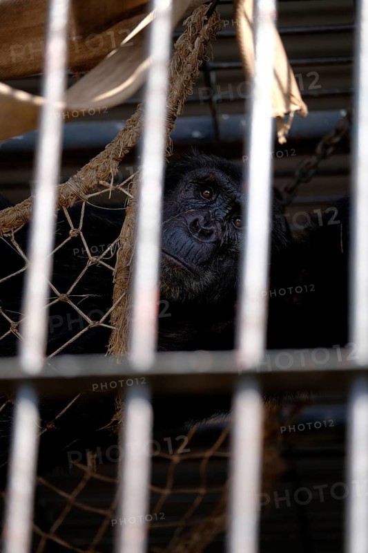 Chimpanzee
