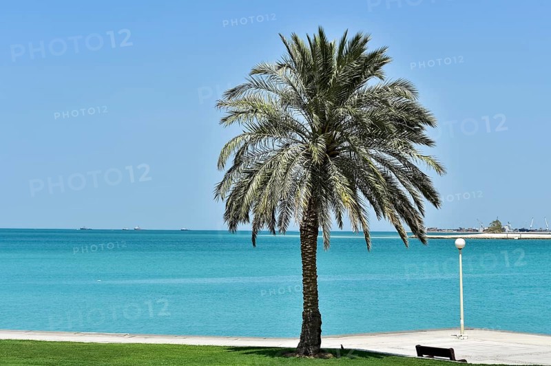 Doha Corniche promenade with a palm