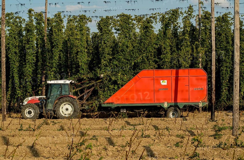 Hop harvest in Siegburg