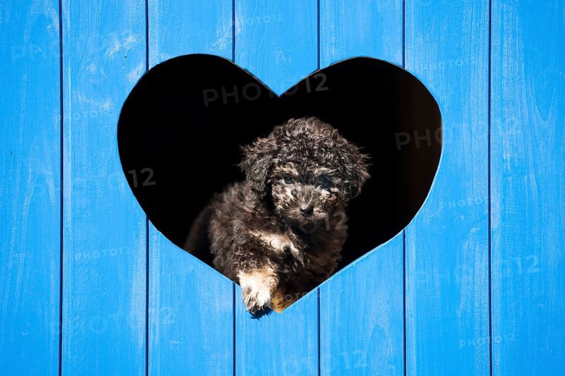 Toy Poodle