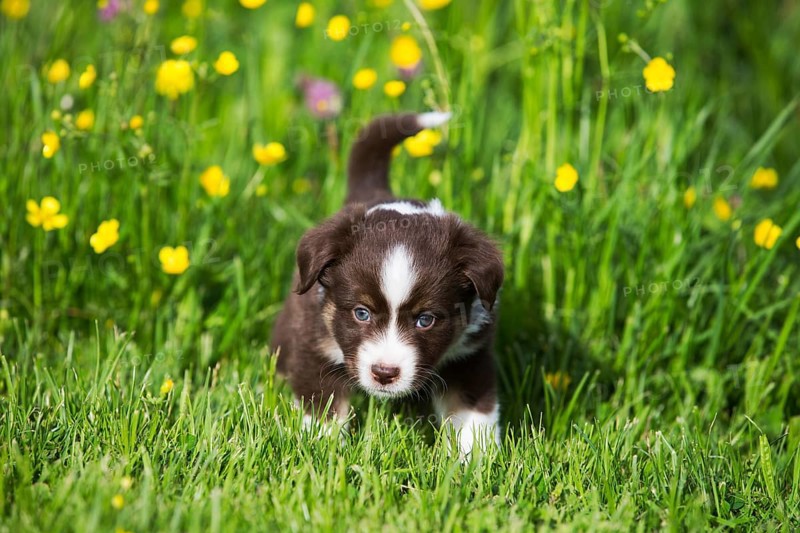Miniature American Shepherd or Miniature Australian Shepherd or Mini Aussie puppy