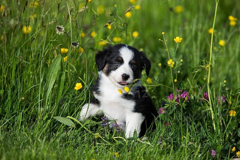 Miniature American Shepherd or Miniature Australian Shepherd or Mini Aussie puppy