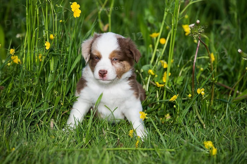 Miniature American Shepherd or Miniature Australian Shepherd or Mini Aussie puppy