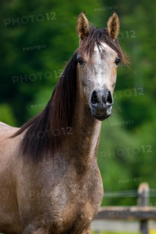 Thoroughbred Arabian horse