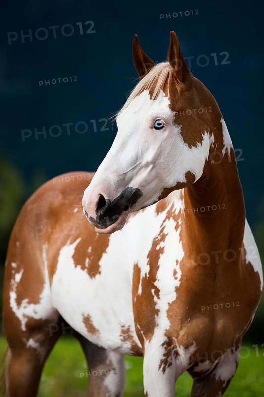 Sorrel Overo Paint Horse with a blue eye
