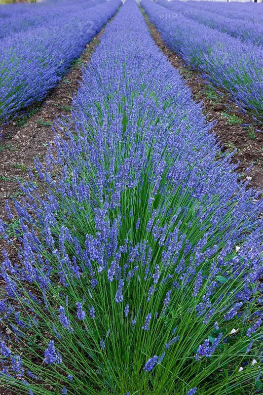 Rows of blooming purple lavender