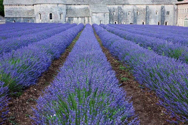 Rows of blooming purple lavender in front of Cistercian abbey Abbaye Notre-Dame de Senanque