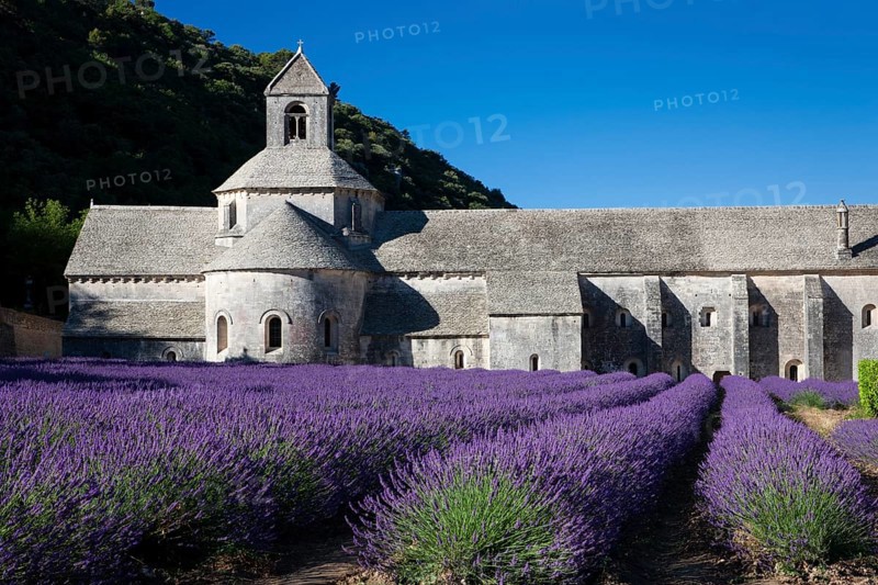 Cistercian abbey Abbaye Notre-Dame de Senanque with lavender field
